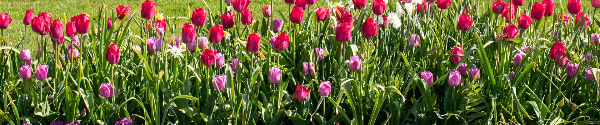 Tulipa 'Braveheart'