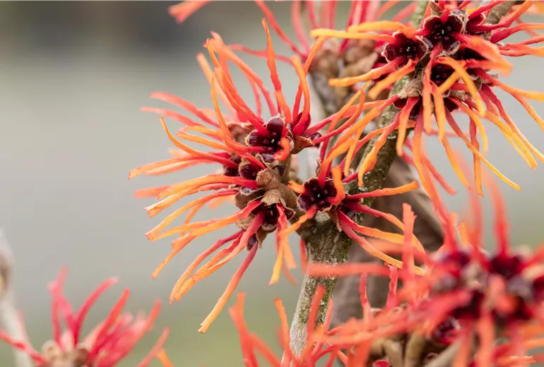 Hamamelis x intermedia 'Twilight'
