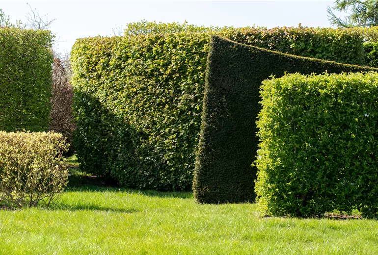 verschiedene Hecken