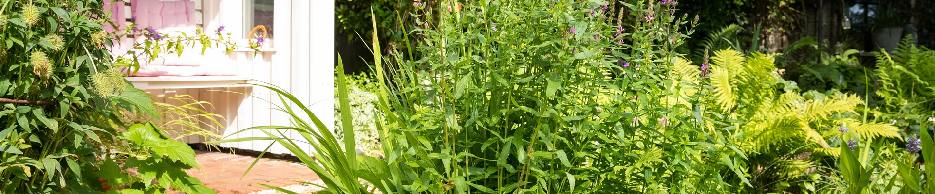 Lythrum salicaria