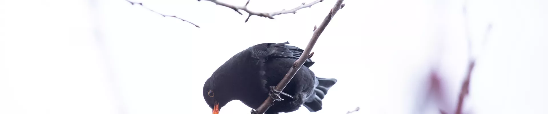 Amsel im Baum 