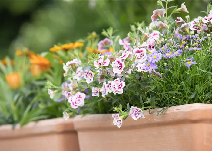 Schädlinge auf dem Balkon bekämpfen