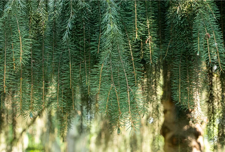 Picea breweriana