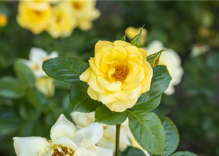 Rosenvielfalt entdecken – Rosen haben so viel zu bieten
