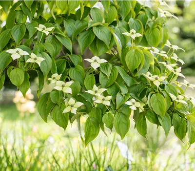 Cornus kousa 'Kreuzdame'