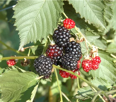 Rubus frut.'Navaho' -R- CAC