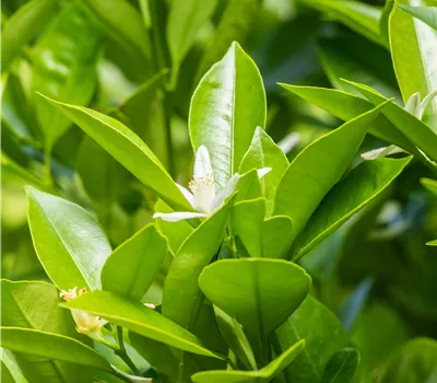 Citrus mitis