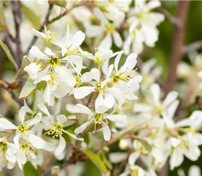 Amelanchier 'Rainbow Pillar' -R-