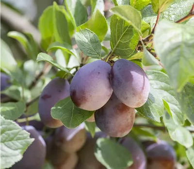 Prunus dom.'Herman' CAC