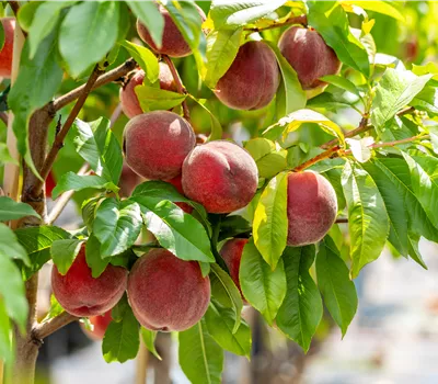 Prunus persica 'Red Haven' CAC