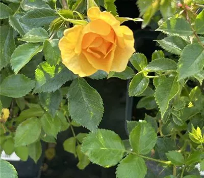 Rosa 'Amber Garden' -R- BDR 