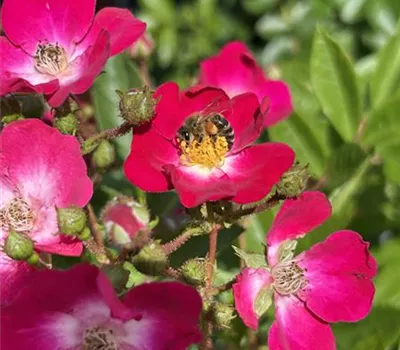 Rosa 'Red Ballerina'