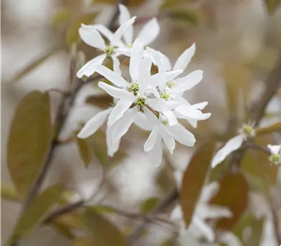 Amelanchier 'Ballerina'