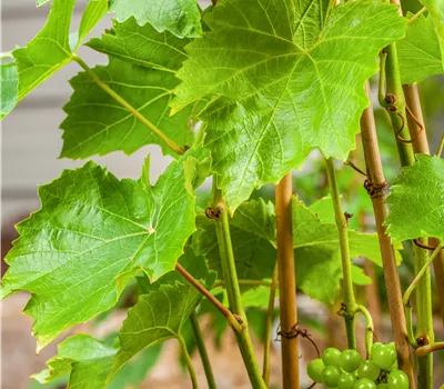 Vitis 'Lakemont' -R-