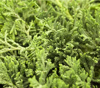 Juniperus horizontalis 'Glauca'