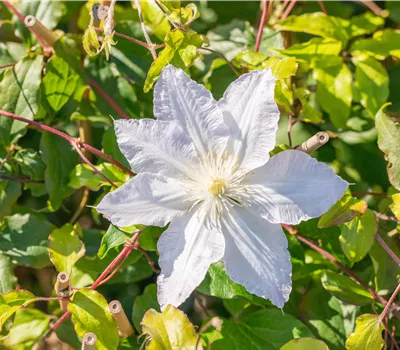 Clematis 'Destiny'