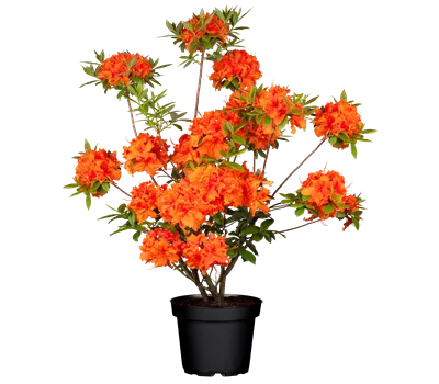 Rhododendron lut.'Rumba'