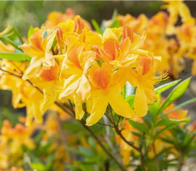 Rhododendron lut.'Sun Star'