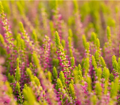 Calluna vulgaris 'Golden Angie' -S-