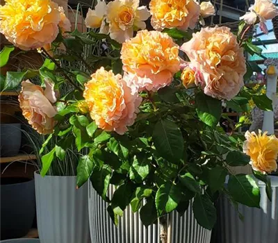 Rosa 'Augusta Luise' -R- TH
