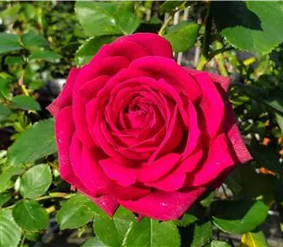 Rosa 'Gräfin Diana' -R- TH