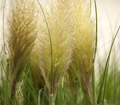 Cortaderia selloana, veg.