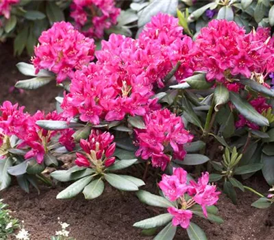 Rhododendron Hybr.'Nova Zembla'