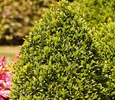 Buxus sempervirens var.arborescens