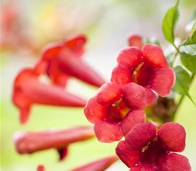 Campsis tagliabuana 'Mme Galen'