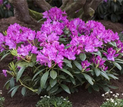 Rhododendron Hybr.'Roseum Elegans'