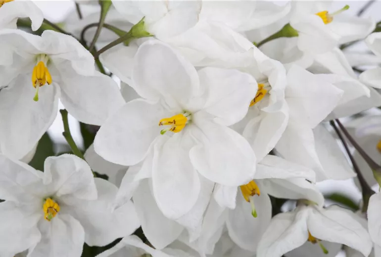Solanum jasminoides