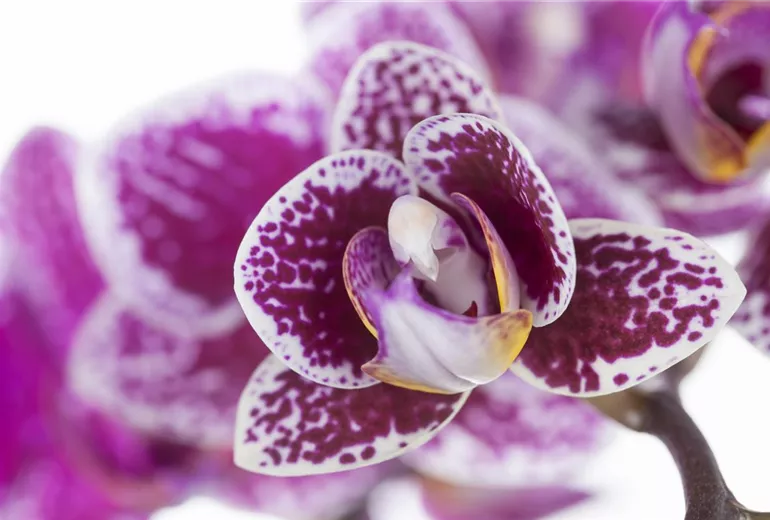 Phalaenopsis