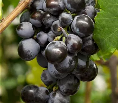 Vitis 'Venus'