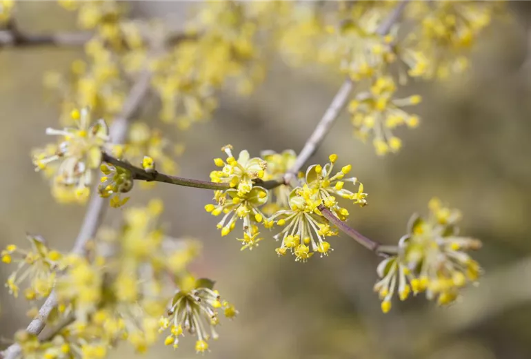 Cornus mas