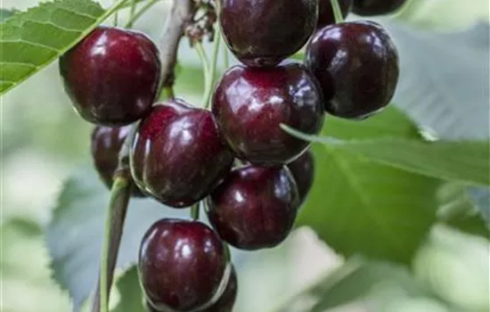 Prunus av.'Regina' CAC