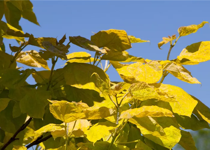 Großbaumpflanzung Großbaumpflanzung