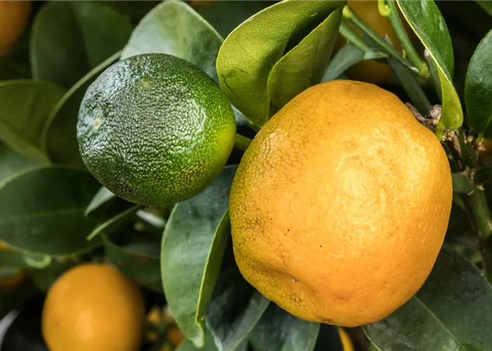 Auftragsveredlungen von Obstbäumen Auftragsveredlungen von Obstbäumen