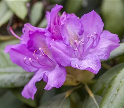 Rhododendron Hybr.'Catawbiense Boursault'