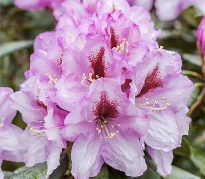 Rhododendron Hybr.'Diadem'