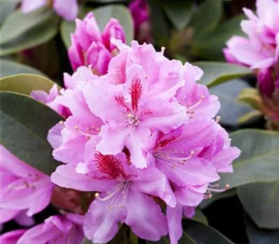 Rhododendron Hybr.'Furnivall's Daughter'
