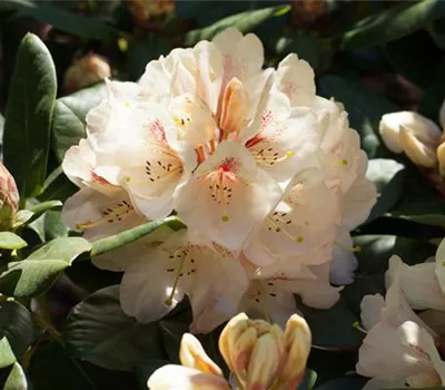 Rhododendron Hybr.'Goldbukett'