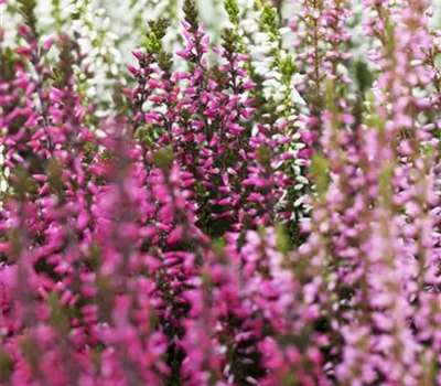 Calluna vulgaris 'Gardengirls' -R- i.S.