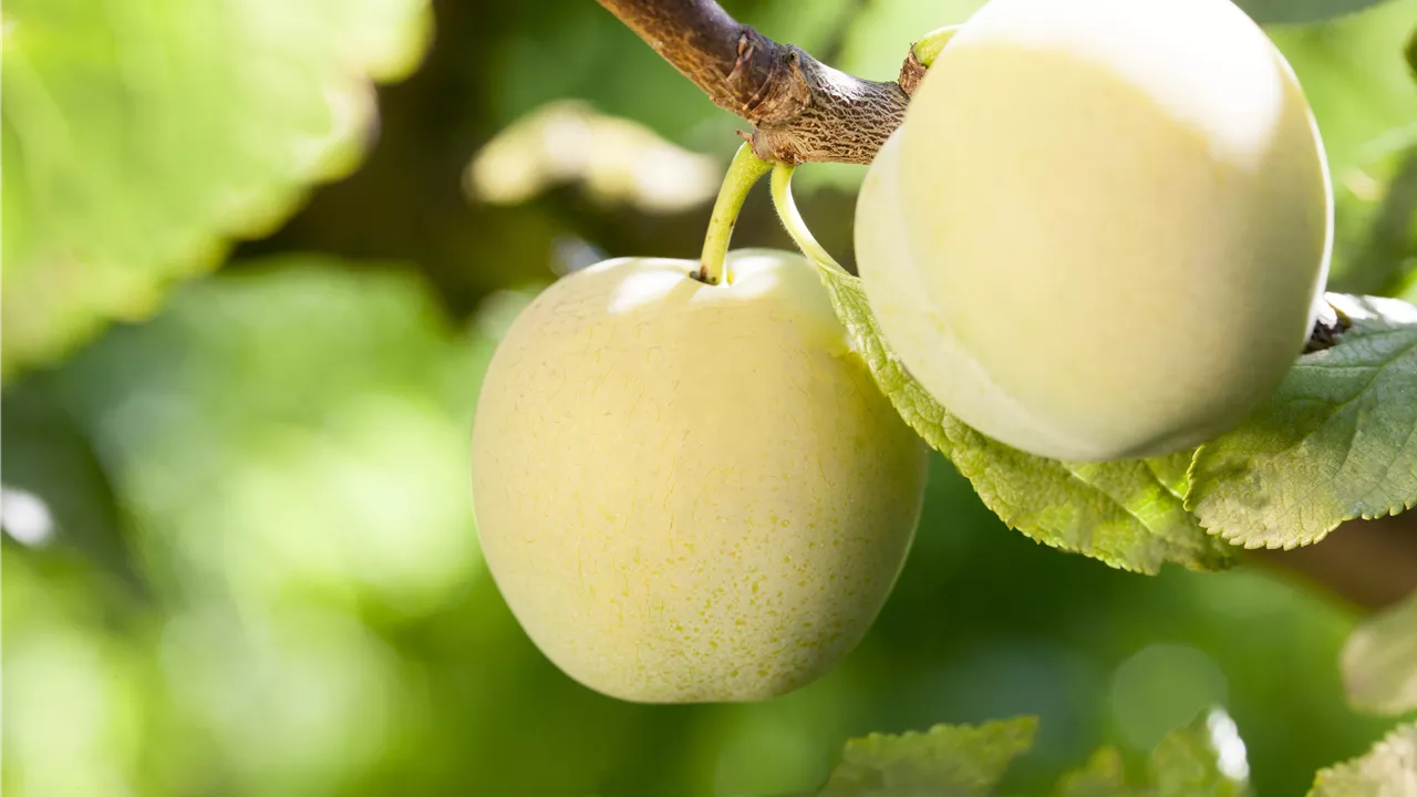 Mirabellen, Renekloden